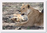 14SerengetiDayGameDrive - 093 * Lioness and cubs enjoying a mid-day nap in the shade.